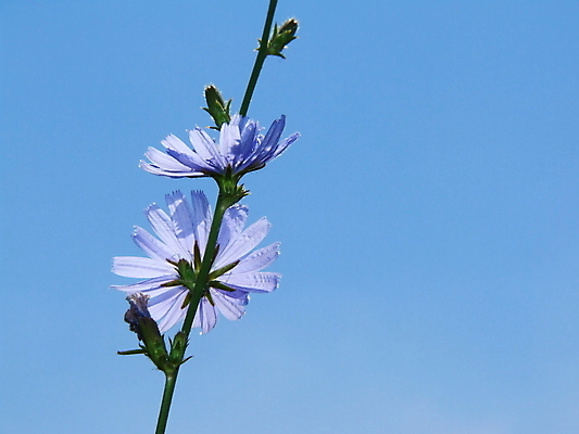 포토 JPG 해외이미지 식물 꽃 자연 사람없음 여름 파란색 동물상 치커리 해외포토 계절 컬러 채소 조형물 생태계 파일형식 이미지허브
