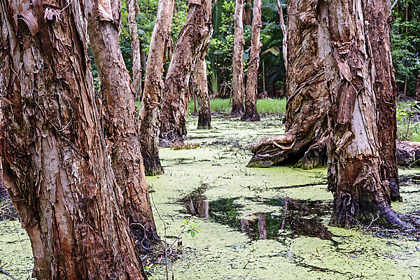 포토 JPG 해외이미지 나무 식물 계절 공원 종이 야생동물 잎 자연 풍경 사람없음 야외 초록색 물 여름 햇빛 태양 환경 침묵 봄 해조류 호주 습지 숲 큼 열대우림 생태계 장면 나무껍질 지역 멀리 서식지 양치류 특별함 해외포토 자연요소 동물 공공시설 컬러 컨셉 소리 껍질 해양식물 오세아니아 크기 파일형식 이미지허브