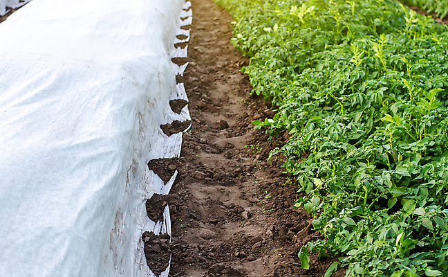 포토 JPG 해외이미지 식물 산업 농업 감자 사람없음 농작물 농장 농경지 수확 성장 보호 플라스틱 서리 온도 섬유 삭제 개발 돌봄 밭일 심기 온실 효율 효과 해외포토 컨셉 채소 모션 재질 직물 파일형식 이미지허브