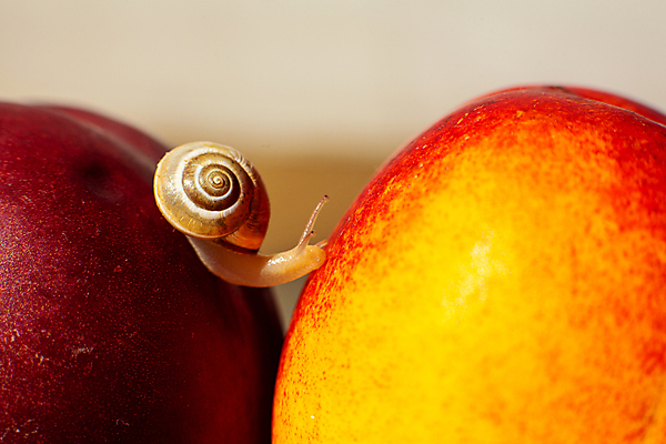 포토 JPG 해외이미지 한마리 실내 근접촬영 사람없음 작음 천도복숭아 해외포토 1 뷰포인트 내부 크기 복숭아 파일형식 이미지허브