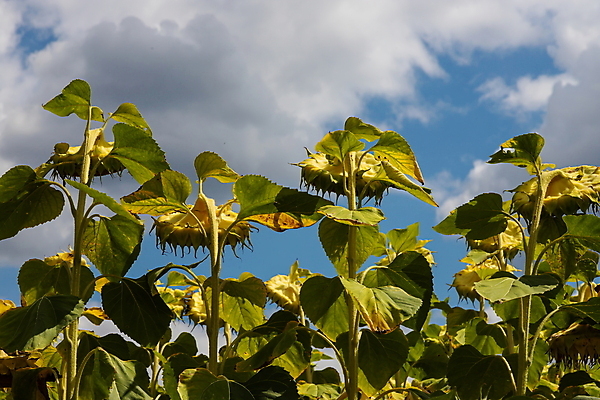 포토 JPG 해외이미지 식물 계절 꽃 음식 줄기 백그라운드 잎 꽃무늬 밭 농업 자연 해바라기 건조 씨앗 사람없음 야외 초록색 파란색 태양 농장 노란색 머리 정원 검은색 일몰 수확 성장 벚꽃 시골 죽음 원형 유기농 내추럴 밭일 숙성 세련 해외포토 자연요소 도형 웰빙 산업 컬러 무늬 신체부위 노을 생태계 파일형식 이미지허브