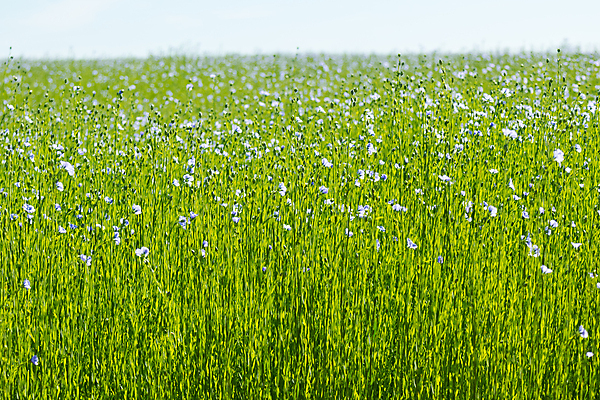 포토 JPG 해외이미지 식물 꽃 백그라운드 밭 농업 자연 하늘 씨앗 잔디 사람없음 야외 초록색 파란색 농작물 농장 봄 성장 벚꽃 시골 신선 개화 시리얼 내추럴 밭일 아마 많음 해외포토 계절 산업 음식 컬러 컨셉 생태계 파일형식 이미지허브