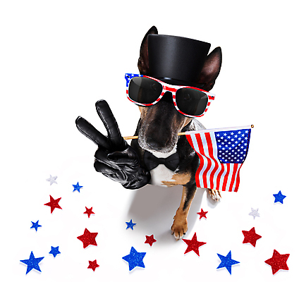 포토 JPG 해외이미지 동물 배너 행복 별 백그라운드 손가락 휴가 사람없음 파란색 반려동물 선글라스 축제 미국 자유 축하 깃발 4 유머 개 선거 심볼 전쟁 영웅 기념물 모집 애국심 명예 7월 고립 독립 독립기념일 무료 전국 해외포토 자연요소 손 기념일 감정 안경 컬러 컨셉 북아메리카 포유류 숫자 날짜 민주주의 파일형식 이미지허브