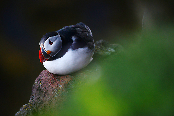 포토 JPG 해외이미지 주간 한마리 조류 사람없음 야외 돌_바위 소프트포커스 퍼핀 해외포토 자연요소 동물 1 촬영기법 파일형식 이미지허브