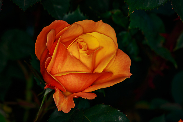 포토 JPG 해외이미지 꽃 산업 농업 자연 사람없음 야외 가로 컬러풀 한개 장미 봄 닫기 원예 카피스페이스 해외포토 식물 1 계절 컬러 모션 취미 공백 생태계 파일형식 이미지허브