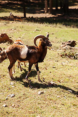 포토 JPG 해외이미지 동물 야생동물 자연 뿔 사람없음 양 준비 경보 공격적 램 해외포토 컨셉 포유류 생태계 파일형식 이미지허브