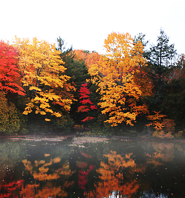 포토 JPG 해외이미지 주간 호수 단풍 단풍나무 사람없음 야외 반사 해외포토 자연요소 나무 잎 파일형식 이미지허브