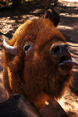 포토 JPG 해외이미지 동물 야생동물 포유류 자연 뿔 사람없음 빨간색 금발 갈색 혀 해외포토 헤어스타일 컬러 입 생태계 파일형식 이미지허브