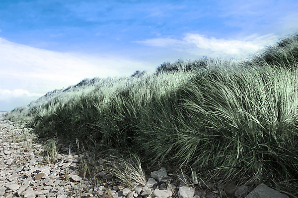 포토 JPG 해외이미지 구름 모래 여행 자연 하늘 아침 휴가 풍경 사람없음 초록색 파란색 햇빛 태양 뷰티 평화 새벽 추위 조약돌 신선 해조류 황금 모래언덕 암초 아일랜드 다시마 헤드랜드 해외포토 주간 자연요소 유럽 컬러 컨셉 돌_바위 해양식물 언덕 생태계 파일형식 이미지허브