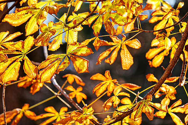 포토 JPG 해외이미지 나무 식물 계절 공원 백그라운드 잎 밭 오렌지 자연 하늘 사람없음 야외 목재 빨간색 초록색 빛 컬러풀 햇빛 뷰티 갈색 노란색 평화 정원 맑음 침묵 봄 활발 나뭇가지 시골 신선 황무지 황금 질감 상승 장면 내추럴 땅바닥 해외포토 공공시설 컬러 컨셉 농업 과일 재료 날씨 바닥 태양 소리 생태계 파일형식 이미지허브