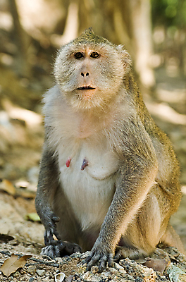 포토 JPG 해외이미지 나무 동물 응시 공원 남자 아시아 얼굴 야생동물 어린이 여행 포유류 태국 자연 털 동물원 앉기 사람없음 갈색 원숭이 아기 사파리 캄보디아 유인원 말레이시아 해외포토 식물 시선 공공시설 나라 컬러 모션 사람 신체부위 생태계 파일형식 이미지허브