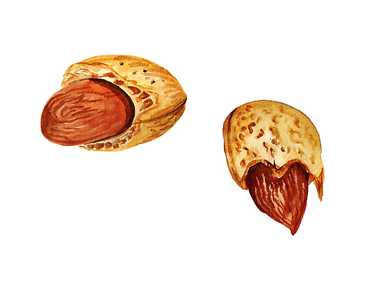 포토 JPG 해외이미지 디자인 음식 과일 일러스트 재료 자연 건조 건강 창조 미술 씨앗 사람없음 장식 세트 갈색 쌓기 페인트 에너지 견과류 껍질 흰색 신선 오픈 그룹 균열 달콤 맛 가득함 오브젝트 유기농 질감 날것 아몬드 내추럴 고립 엘리먼트 채식주의자 해외일러스트 식물 웰빙 컬러 컨셉 모션 문화예술 생태계 채식 파일형식 이미지허브