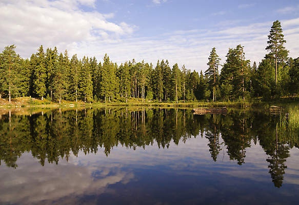 포토 JPG 해외이미지 나무 구름 호수 자연 하늘 아침 스웨덴 풍경 사람없음 파란색 반사 스칸디나비아 해외포토 주간 자연요소 식물 컬러 북유럽 생태계 파일형식 이미지허브