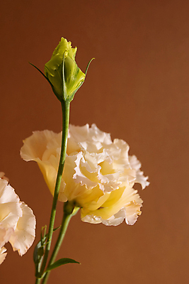 포토 JPG 해외이미지 식물 1 꽃잎 꽃 백그라운드 잎 꽃무늬 오렌지 자연 벽지 사랑 사람없음 빨간색 초록색 컬러풀 태양 뷰티 노란색 머리 환경 정원 보라색 검은색 어둠 봄 활발 벚꽃 흰색 신선 개화 닫기 숲 원예 자연백그라운드 내추럴 고립 이국적 해외포토 자연요소 계절 감정 컬러 컨셉 무늬 과일 모션 취미 신체부위 생태계 파일형식 이미지허브