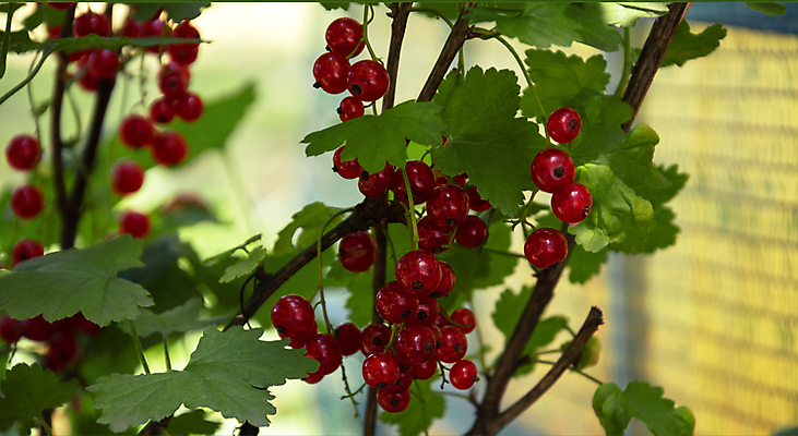 포토 JPG 해외이미지 식물 라이프스타일 계절 열매 음식 백그라운드 잎 과일 자연 아침 건강 사람없음 빨간색 초록색 사무실 햇빛 태양 일출 정원 일몰 사막 수확 도구 신선 닫기 달콤 맛 온도계 이슬 극장 유기농 원예 반대 내추럴 숙성 영양분 맛있는 해외포토 주간 자연요소 웰빙 컬러 컨셉 농업 비즈니스 모션 취미 생활 노을 생태계 파일형식 이미지허브