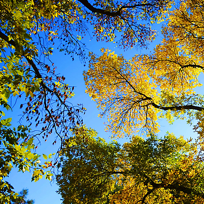 포토 JPG 해외이미지 주간 나무 하늘 나뭇잎 사람없음 야외 해외포토 자연요소 식물 잎 파일형식 이미지허브