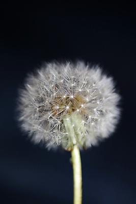 포토 JPG 해외이미지 한송이 검은배경 실내 근접촬영 사람없음 민들레 민들레홀씨 해외포토 1 꽃 뷰포인트 백그라운드 내부 검은색 송이 파일형식 이미지허브