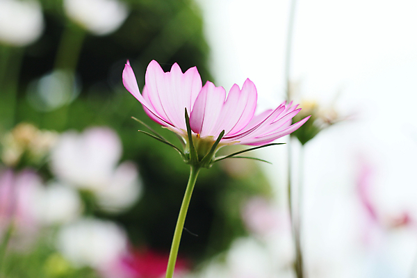 포토 JPG 해외이미지 식물 꽃 분홍색 백그라운드 자연 사람없음 초록색 여름 정원 해외포토 계절 컬러 생태계 파일형식 이미지허브
