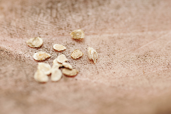 포토 JPG 해외이미지 식물 백인 전통 손 컨셉 농업 토마토 채소 손가락 자연 미래 새로움 건강 씨앗 사람 취미 사람없음 야외 농작물 정원 희망 흙 봄 잡기 작업 작음 묘사 시작 준비 유기농 원예 먼지 내추럴 땅바닥 밭일 조작 파종 세련 해외포토 서양인 웰빙 계절 감정 산업 모션 바닥 신체부위 농사 크기 생태계 파일형식 이미지허브