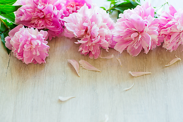 포토 JPG 해외이미지 꽃잎 분홍색 백그라운드 프레임 사랑 사람없음 감사 작약 카피스페이스 해외포토 꽃 감정 컬러 공백 파일형식 이미지허브