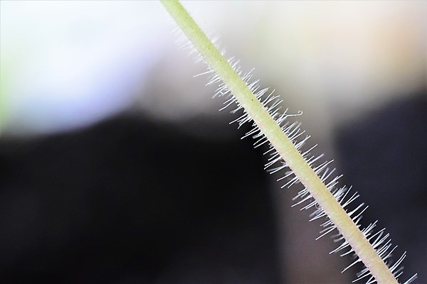 포토 JPG 해외이미지 식물 줄기 백그라운드 채소 자연 검은배경 실내 사람없음 빛 검은색 회색 성장 흰색 소프트포커스 원예 해외포토 컬러 촬영기법 취미 내부 생태계 파일형식 이미지허브