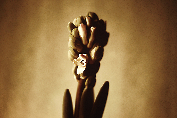 포토 JPG 해외이미지 식물 기념일 꽃 백그라운드 꽃무늬 전구 텍스트 자연 주택 사랑 사람없음 장식 귀여움 정원 봄 회색 수확 성장 벚꽃 시골 축하 인사 신용카드 거친 생일 개화 낟알 꽃집 필름 속도 질감 복고 향기 엽서 그런지 옛날 히아신스 스타일 세련 효과 해외포토 계절 감정 컬러 컨셉 무늬 농업 이벤트 건물 금융 상점 예절 편지 생태계 냄새 파일형식 이미지허브