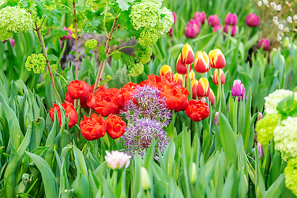 포토 JPG 해외이미지 식물 계절 공원 꽃잎 꽃 줄기 백그라운드 잎 꽃무늬 자연 사람없음 초록색 컬러풀 뷰티 환경 정원 벚꽃 신선 개화 닫기 내추럴 뒤뜰 온실 해외포토 공공시설 컬러 무늬 모션 생태계 파일형식 이미지허브