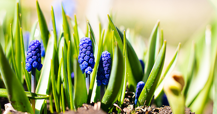 포토 JPG 해외이미지 식물 계절 공원 꽃잎 꽃 줄기 꽃다발 백그라운드 잎 꽃무늬 밭 봄꽃 자연 사람없음 야외 초록색 파란색 컬러풀 햇빛 뷰티 정원 보라색 봄 벚꽃 개화 제비꽃 원예 엽서 히아신스 해외포토 공공시설 컬러 무늬 농업 취미 태양 편지 생태계 파일형식 이미지허브