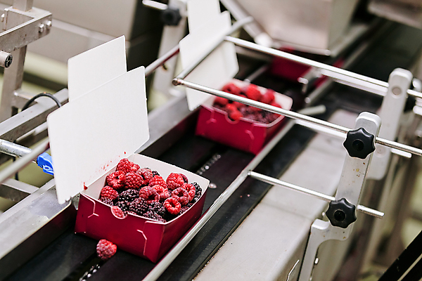 포토 JPG 해외이미지 공장 사람없음 아웃포커스 냉동 기계 제조 담기 산딸기 포장용기 식품공장 냉동식품 해외포토 음식 과일 공업 모션 촬영기법 포장재료 파일형식 이미지허브