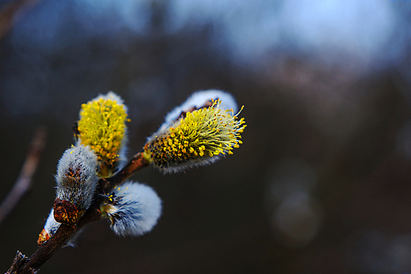 포토 JPG 해외이미지 나무 식물 계절 공원 꽃 줄기 자연 하늘 부활절 새로움 사람없음 야외 목재 초록색 파란색 뷰티 갈색 노란색 고양이 봄 성장 벚꽃 흰색 나뭇가지 개화 숲 4월 버드나무 꽃가루 부드러움 솜털 내추럴 해외포토 공공시설 기념일 컬러 컨셉 재료 포유류 반려동물 감각 날짜 가루 생태계 파일형식 이미지허브