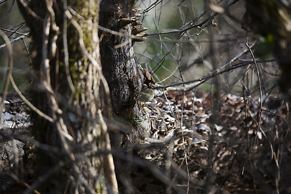 포토 JPG 해외이미지 나무 동물 척추동물 응시 야생동물 과학 백그라운드 날개 자연 조류 생물 풍경 사람없음 야외 가로 뷰티 환경 회색 다양 성장 흰색 황무지 보호 작음 깃털 올리브 생물학 부리 장면 나무껍질 리빙 계산서 내추럴 동물상 생태학 해외포토 식물 시선 교육 열매 컬러 다수 컨셉 조형물 껍질 크기 생태계 파일형식 이미지허브