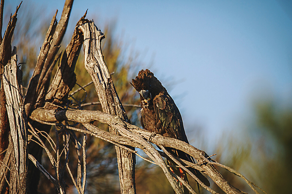 포토 JPG 해외이미지 나무 동물 여자 야생동물 자연 조류 하늘 사람없음 야외 검은색 나뭇가지 호주 깃털 앵무새 광택 내추럴 카피스페이스 해외포토 멸종위기종 식물 컬러 사람 공백 오세아니아 생태계 파일형식 이미지허브