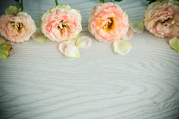 포토 JPG 해외이미지 꽃잎 백그라운드 프레임 사랑 사람없음 장미 감사 비네팅 카피스페이스 해외포토 꽃 감정 촬영기법 공백 파일형식 이미지허브