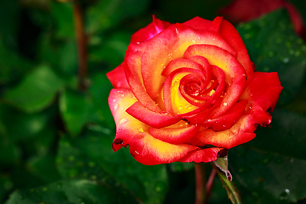 포토 JPG 해외이미지 꽃 산업 농업 자연 사람없음 야외 가로 컬러풀 한개 장미 봄 닫기 원예 카피스페이스 해외포토 식물 1 계절 컬러 모션 취미 공백 생태계 파일형식 이미지허브