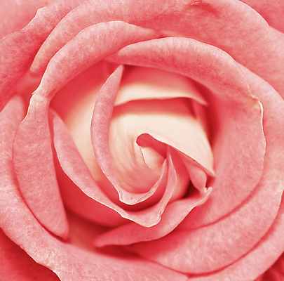 포토 JPG 해외이미지 식물 템플릿 꽃잎 꽃 꽃다발 결혼 백그라운드 패턴 곡선 자연 결혼식 휴가 기념 발렌타인데이 선물 사랑 사람없음 장식 빨간색 장미 머리 정원 봄 활발 벚꽃 축하 신선 오픈 신용카드 생일 산호 닫기 정상 싱글 내추럴 고립 해외포토 계절 기념일 감정 선 컬러 컨셉 무늬 모션 데이이벤트 이벤트 신체부위 금융 자포동물 생태계 파일형식 이미지허브