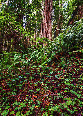 포토 JPG 해외이미지 나무 식물 응시 공원 백그라운드 자연 하늘 사람없음 야외 목재 가로 초록색 빛 햇빛 뷰티 여행객 미국 하이킹 나뭇가지 숲 큼 캘리포니아 거인 내추럴 옛날 전국 해외포토 시선 공공시설 컬러 북아메리카 재료 레저 사람 태양 크기 생태계 파일형식 이미지허브