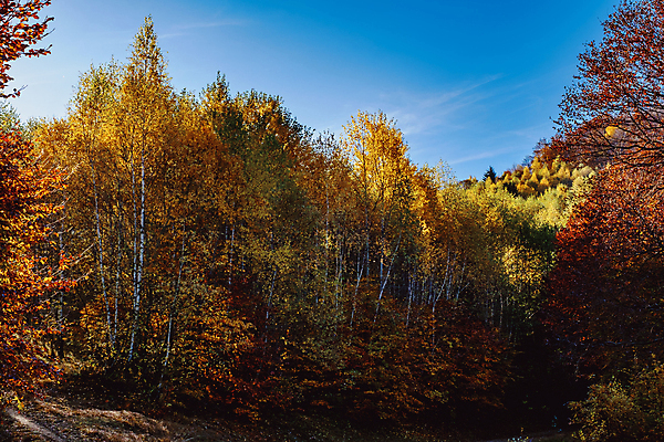 포토 JPG 해외이미지 전통 유럽 여행 백그라운드 자연 하늘 산 주택 풍경 초원 사람없음 야외 건물 목재 파란색 농가 농장 마을 계곡 수확 가을 시골 소나무 정상 숲 오두막 언덕 그림 시골집 루마니아 샬레 옛날 해외포토 나무 건축물 계절 나라 컬러 농업 재료 실험기구 생태계 파일형식 이미지허브