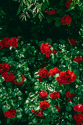 포토 JPG 해외이미지 꽃 잎 자연 사람없음 야외 빨간색 초록색 장미 해외포토 식물 컬러 생태계 파일형식 이미지허브