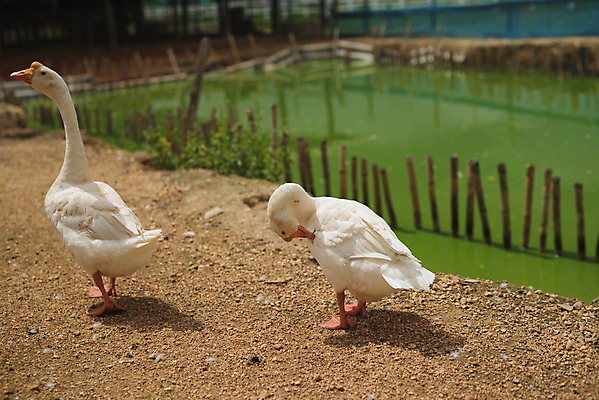 포토 JPG 해외이미지 동물 척추동물 야생동물 백그라운드 캐나다 농업 자연 조류 생물 사람없음 반려동물 농장 가축 흰색 깃털 부리 거위 물새 물갈퀴 동물상 밭일 해외포토 산업 컬러 북아메리카 조형물 생태계 파일형식 이미지허브