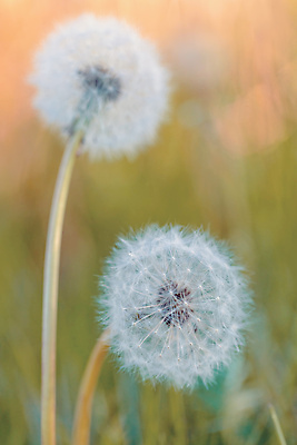 포토 JPG 해외이미지 주간 자연 사람없음 야외 아웃포커스 민들레 민들레홀씨 해외포토 자연요소 꽃 촬영기법 생태계 파일형식 이미지허브