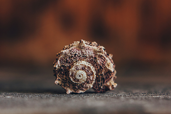 포토 JPG 해외이미지 모양 동물 1 디자인 야생동물 음식 바다 백그라운드 패턴 오렌지 자연 휴가 조개 연체동물 사람없음 장식 빛 뷰티 줄무늬 껍질 흰색 작음 큼 해산물 묘사 오브젝트 싱글 질감 윤곽 기념품 가리비 내추럴 고립 고체 해외포토 컬러 무늬 과일 어패류 무척추동물 크기 생태계 파일형식 이미지허브