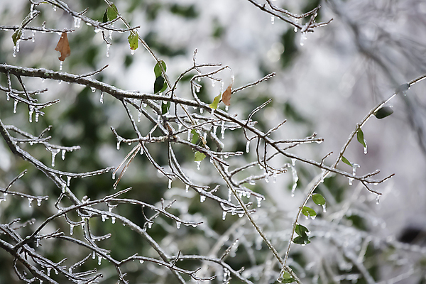 포토 JPG 해외이미지 식물 계절 과학 백그라운드 크리스마스 겨울 자연 날씨 풍경 사람없음 야외 가로 햇빛 뷰티 환경 냉동 얼음 회색 추위 흰색 12월 관목 질감 장면 1월 내추럴 2월 벌거벗은 해외포토 자연요소 나무 기념일 컬러 태양 날짜 생태계 파일형식 이미지허브