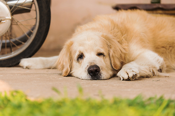 포토 JPG 해외이미지 동물 1 얼굴 피곤 사람없음 야외 반려동물 갈색 흰색 황금 개 리트리버 고독 래브라도리트리버 지루함 송곳니 배기가스 해외포토 감정 컬러 컨셉 포유류 신체부위 치아 파일형식 이미지허브