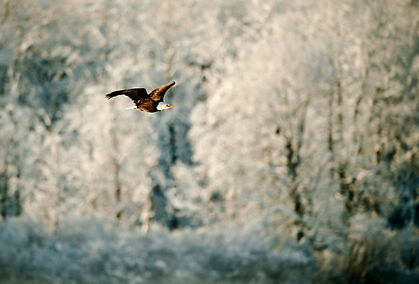 포토 JPG 해외이미지 동물 야생동물 여행 겨울 날개 자연 조류 하늘 생물 사람없음 야외 물 파란색 갈색 미국 자유 흰색 심볼 깃털 부리 독수리 슛 육식동물 대머리 육식 멸종 알래스카 무료 웅장함 전국 포식 해외포토 자연요소 헤어스타일 계절 컬러 컨셉 북아메리카 생태계 파일형식 이미지허브