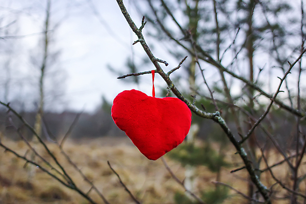 포토 JPG 해외이미지 나무 디자인 공원 행복 종이 분홍색 백그라운드 컨셉 2 자연 휴가 발렌타인데이 매달리기 선물 사랑 사람없음 야외 목재 장식 가로 빨간색 초록색 빛 컬러풀 장난감 정원 하트 마음 축하 쌍 심볼 사인 해외포토 모양 식물 공공시설 감정 컬러 재료 모션 데이이벤트 생태계 파일형식 이미지허브