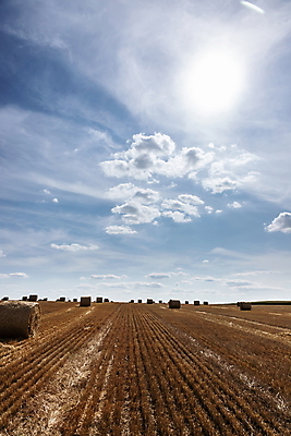 포토 JPG 해외이미지 식물 계절 산업 음식 밭 농업 자연 하늘 건조 풍경 초원 사람없음 야외 초록색 여름 파란색 농작물 농장 농경지 노란색 환경 맑음 수확 성장 가을 시골 황금 건초더미 볏짚 낟알 땅 자르기 밀 유기농 보리 뭉치 밀짚 내추럴 밭일 호밀 해외포토 웰빙 컬러 모션 날씨 곡류 건초 짚 생태계 파일형식 더미 이미지허브