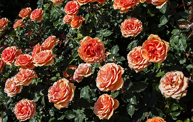 포토 JPG 해외이미지 꽃 잎 자연 사람없음 야외 장미 주황색 해외포토 식물 컬러 생태계 파일형식 이미지허브