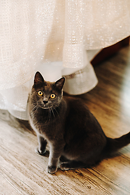 포토 JPG 해외이미지 동물 1 백그라운드 포유류 포옹 탁자 휴식 주택 털 실내 사람없음 목재 반려동물 사무실 갈색 귀여움 고양이 자신감 황금 닫기 모피 책상 호기심 부드러움 얼룩무늬 솜털 거짓말 고립 기르기 해외포토 나무 감정 컬러 가구 컨셉 무늬 비즈니스 재료 안기 모션 내부 건물 감각 돌봄 파일형식 이미지허브