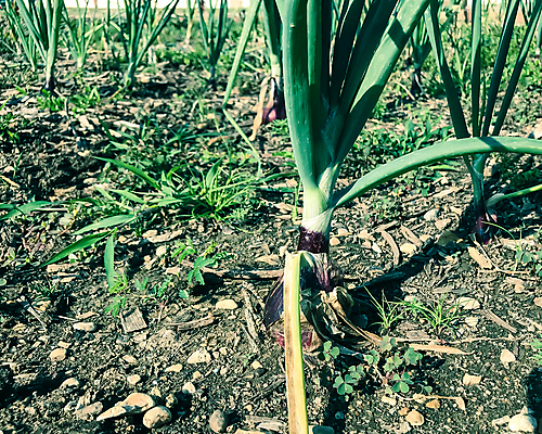 포토 JPG 해외이미지 식물 꽃 지구 줄기 잎 밭 농업 채소 재료 전구 부분 자연 양파 건강 씨앗 사람없음 빨간색 초록색 농작물 농장 농경지 갈색 새싹 보라색 미국 흙 수확 성장 시골 신선 시장 유기농 원예 날것 뿌리 내추럴 땅바닥 밭일 숙성 채식주의자 텍사스 세련 해외포토 웰빙 산업 컬러 북아메리카 바닥 취미 생태계 채식 파일형식 이미지허브