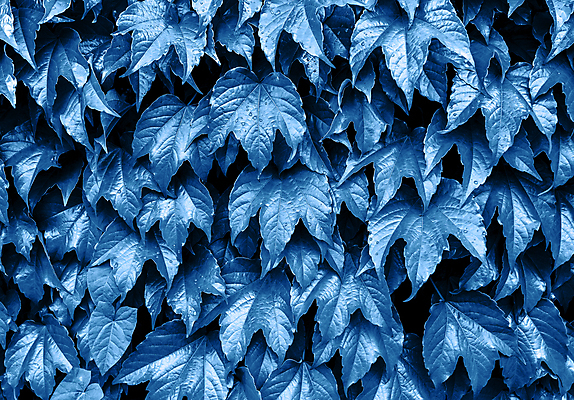 포토 JPG 해외이미지 식물 템플릿 디자인 영어 공원 유럽 벽 백그라운드 잎 꽃무늬 패턴 자연 벽지 사람없음 야외 그래픽 장식 파란색 환경 정원 그룹 클래식 연도 제비꽃 아이비 라일락 내추럴 무료 생태학 카피스페이스 해외포토 문자 공공시설 교육 꽃 나라 컬러 컨셉 무늬 공백 생태계 파일형식 이미지허브